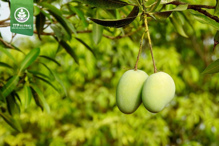 Kỹ thuật bón phân cho cây xoài