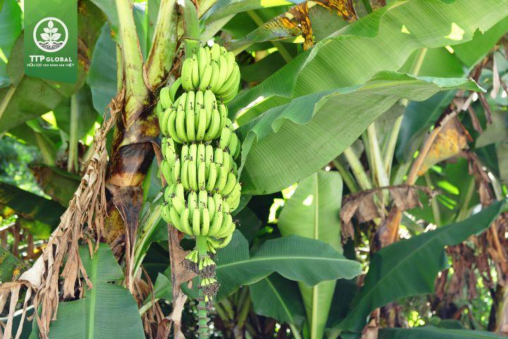 Lưu ý khi bón phân cho cây chuối