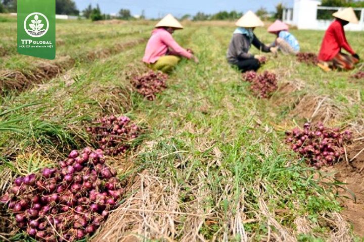 Lưu ý khi bón phân cho cây hành tím
