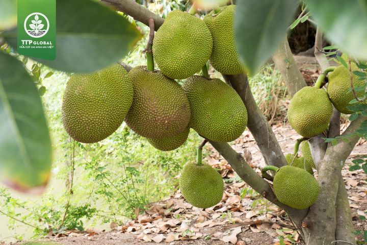 Lưu ý khi bón phân cho cây mít