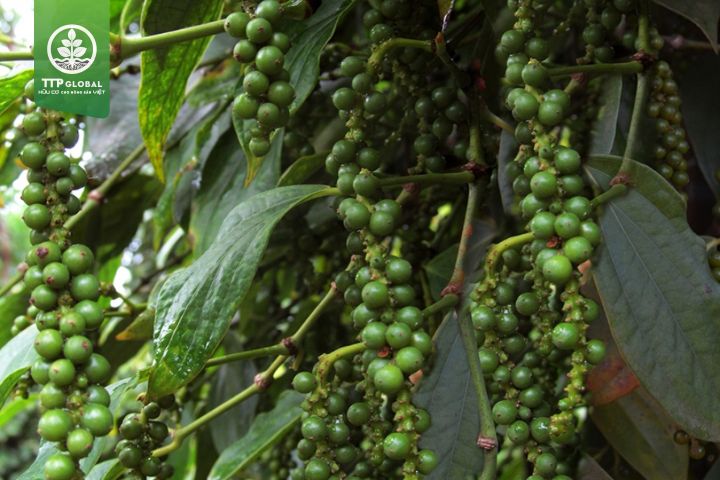 Lưu ý khi bón phân cho cây tiêu