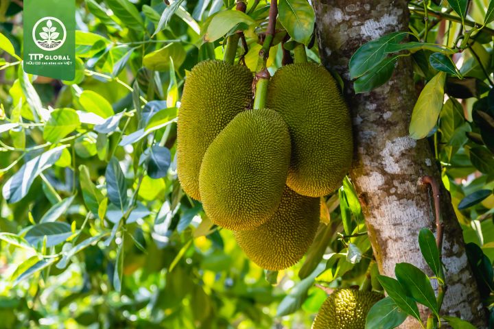 Nhu cầu dinh dưỡng của cây mít