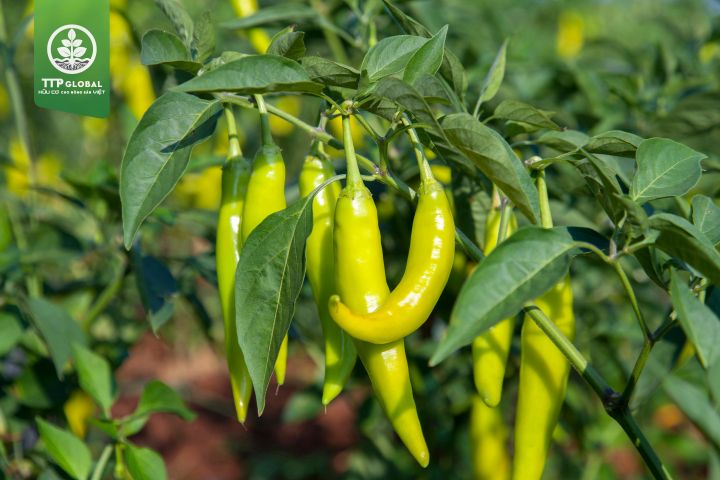 Những lưu ý khi bón phân cho cây ớt