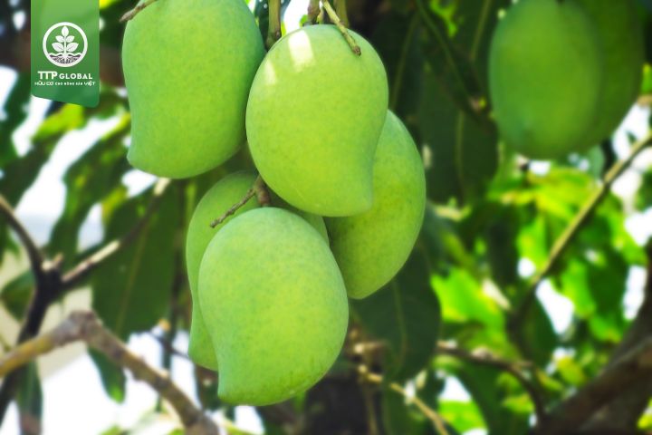 Những lưu ý khi bón phân cho cây xoài