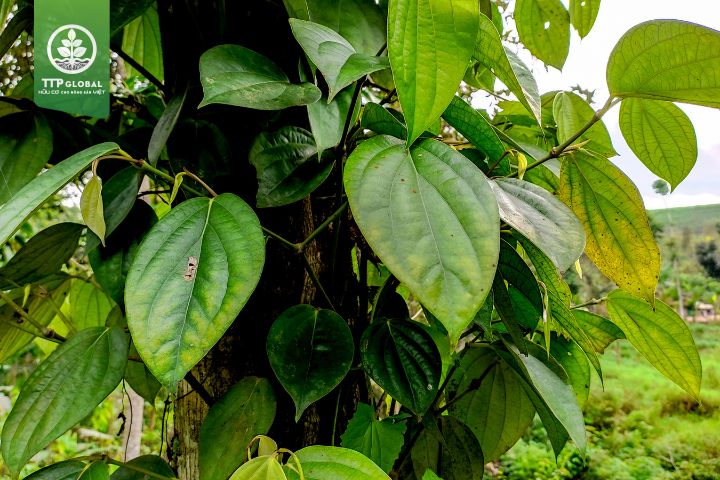 Triệu chứng thiếu chất dinh dưỡng trên cây tiêu