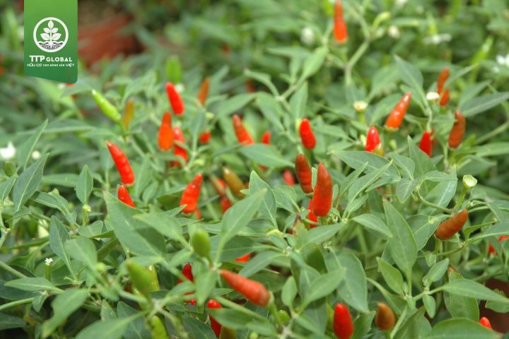Triệu chứng thiếu dinh dưỡng trên cây ớt